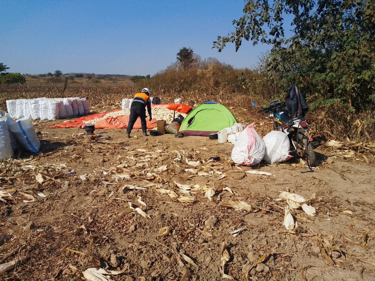 Un mini-Campement par un membre de l'association Umoja de Kampemba pour La récolte du maïs , saison culturale 2025-2026