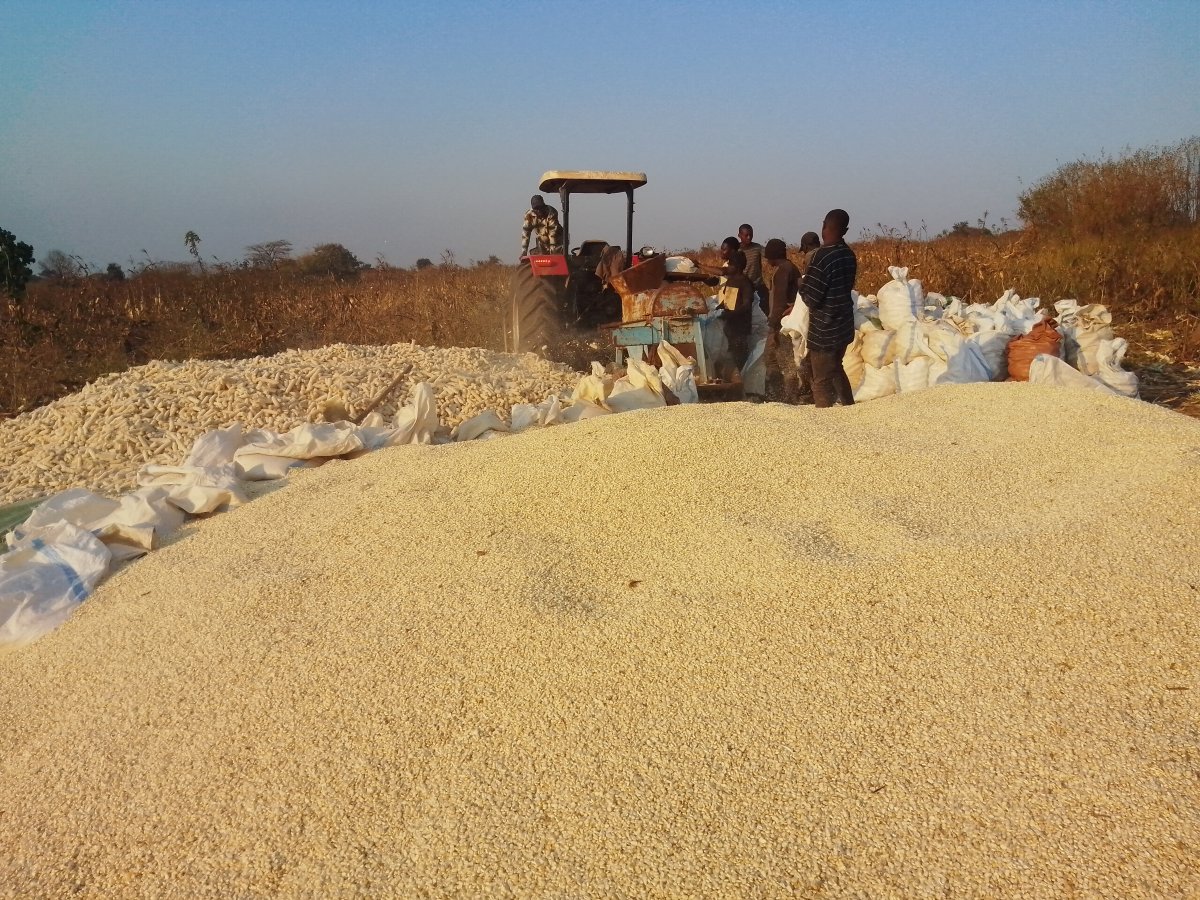 L'Association Umoja de Kampemba poursuit sa récolte dans la ferme agricole Kiadi et l'égrenage s'effectue au fur et a mesure pour cette saison culturale 2025-2026