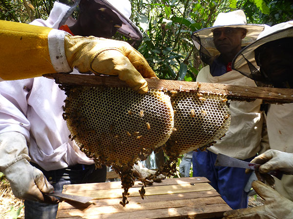 Apiculture